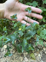 Elephantopus carolinianus