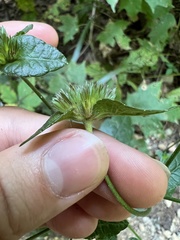 Elephantopus carolinianus