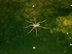 Thaumasia