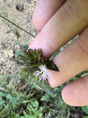 Elephantopus carolinianus