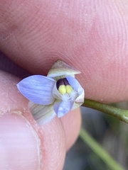 Thelymitra peniculata
