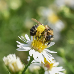 Melissodes druriellus