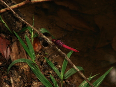 Odonata