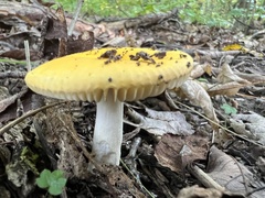 Russula claroflava