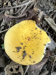 Russula claroflava