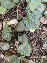 Rubus nivalis