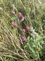 Liatris ligulistylis