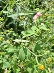 Sigesbeckia orientalis