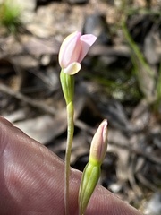Thelymitra carnea