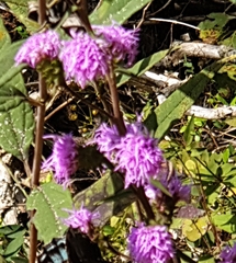 Liatris squarrulosa