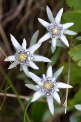 Leontopodium