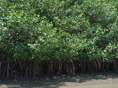 Rhizophora mangle