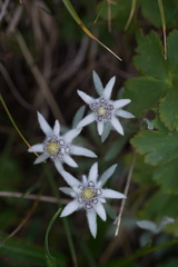 Leontopodium