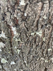 Flavopunctelia soredica