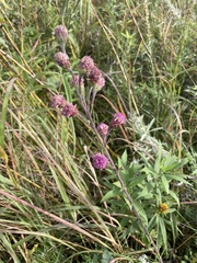 Liatris ligulistylis