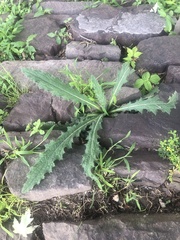 Cirsium pumilum