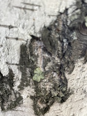 Flavopunctelia soredica