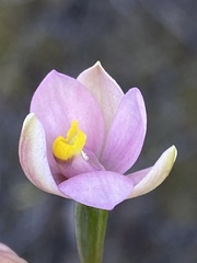 Thelymitra carnea