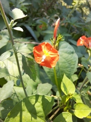 Ipomoea coccinea