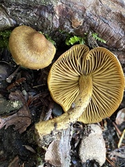 Cortinarius croceus