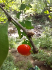 Malpighia glabra