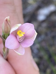 Thelymitra carnea