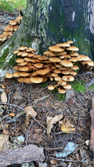 Kuehneromyces mutabilis