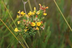 Dillwynia floribunda