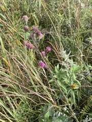 Liatris ligulistylis
