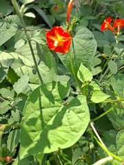Ipomoea coccinea