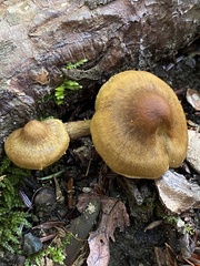 Cortinarius croceus