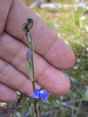 Thelymitra peniculata