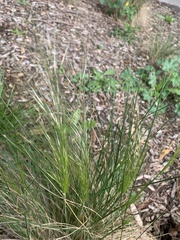 Austrostipa mollis