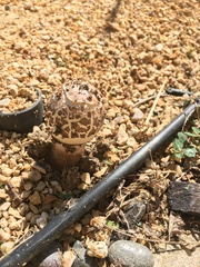Chlorophyllum brunneum