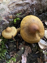 Cortinarius croceus
