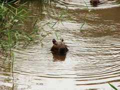 Hydrochoerus hydrochaeris