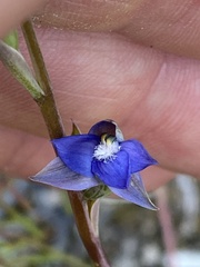 Thelymitra peniculata