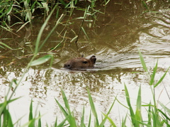 Hydrochoerus hydrochaeris