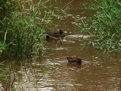 Hydrochoerus hydrochaeris