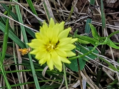 Pyrrhopappus carolinianus
