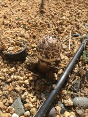 Chlorophyllum brunneum