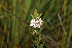 Philotheca queenslandica