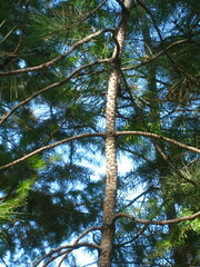 Pinus contorta