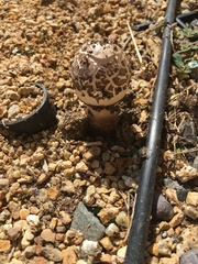 Chlorophyllum brunneum