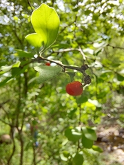 Malpighia glabra