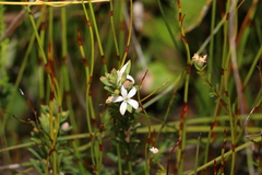 Philotheca queenslandica