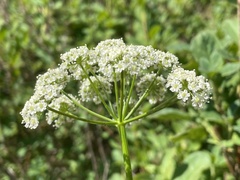 Cicuta douglasii