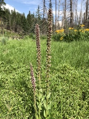 Veronica plantaginea