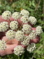 Cicuta douglasii