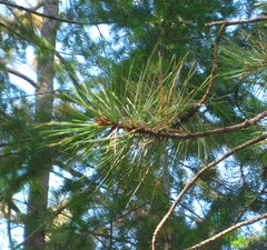 Pinus contorta